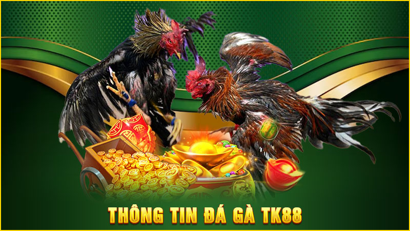 Thông tin đá gà tk88